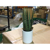 Project 62 Potted Faux Aloe Plant (070021) CASE