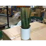 Project 62 Potted Faux Aloe Plant (070021) CASE