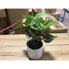 Threshold Potted Faux Plant (077231) CASE