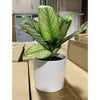 Potted Faux Plant (079299) CASE