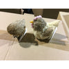 Decorative Hen/Chick (219392) CASE